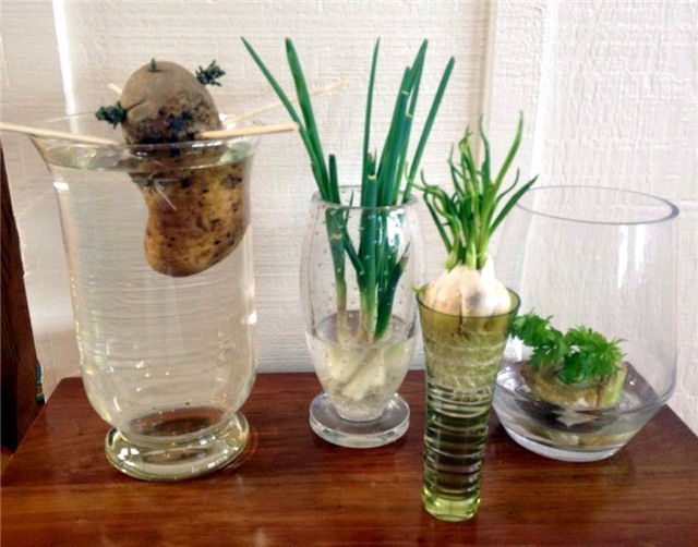 rau sạch, trồng rau sạch, trồng rau trong chai lọ, trồng rau trên sân thượng, rau thủy canh