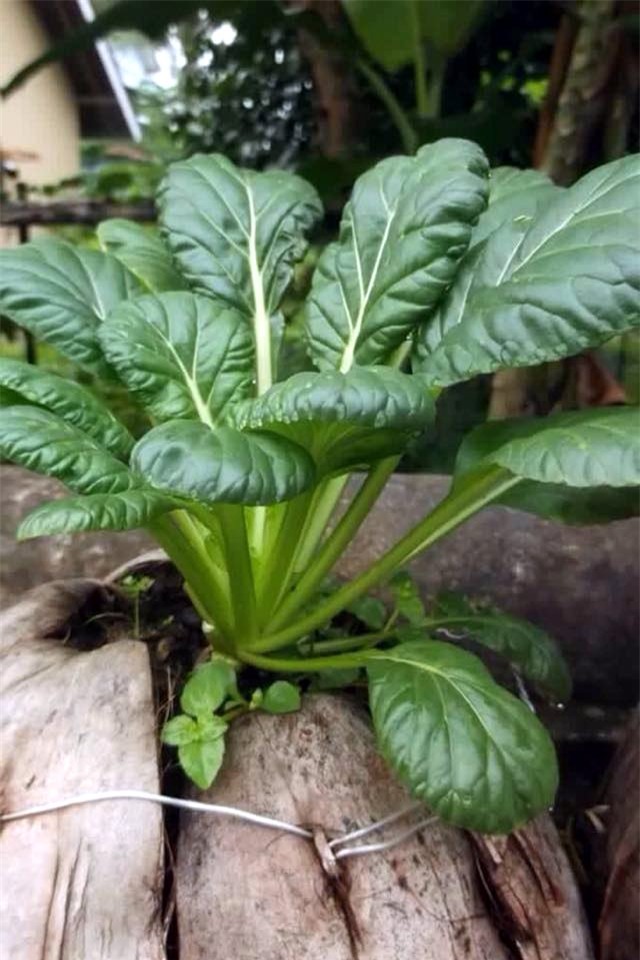 rau sạch, trồng rau sạch, trồng rau trong chai lọ, trồng rau trên sân thượng, rau thủy canh