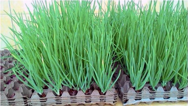 rau sạch, trồng rau sạch, trồng rau trong chai lọ, trồng rau trên sân thượng, rau thủy canh