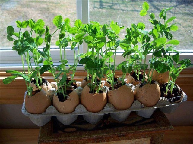 rau sạch, trồng rau sạch, trồng rau trong chai lọ, trồng rau trên sân thượng, rau thủy canh