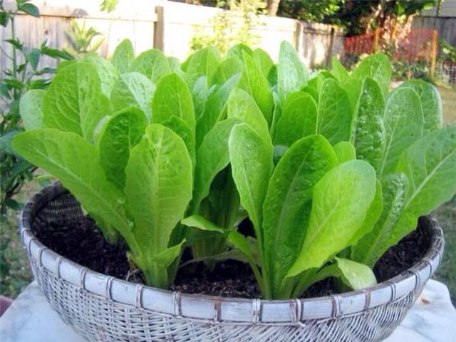 rau sạch, trồng rau sạch, trồng rau trong chai lọ, trồng rau trên sân thượng, rau thủy canh