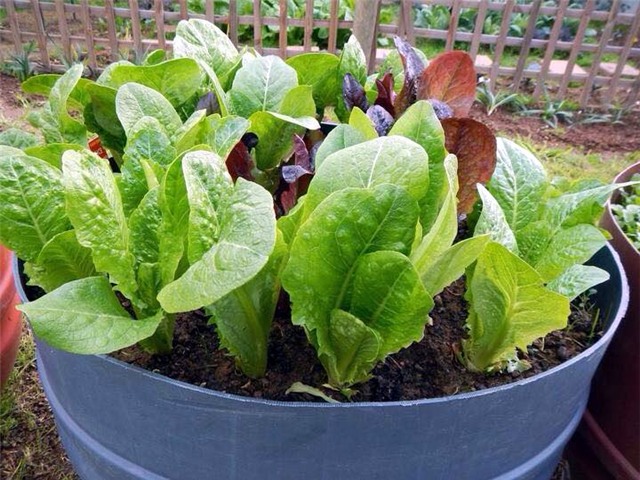 rau sạch, trồng rau sạch, trồng rau trong chai lọ, trồng rau trên sân thượng, rau thủy canh