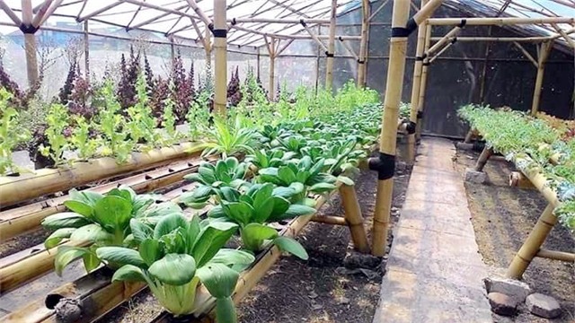 rau sạch, trồng rau sạch, trồng rau trong chai lọ, trồng rau trên sân thượng, rau thủy canh