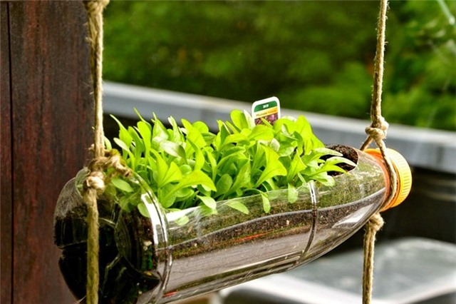 rau sạch, trồng rau sạch, trồng rau trong chai lọ, trồng rau trên sân thượng, rau thủy canh