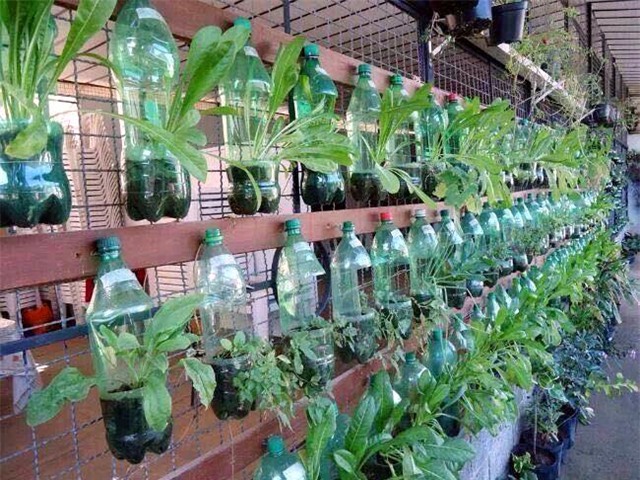 rau sạch, trồng rau sạch, trồng rau trong chai lọ, trồng rau trên sân thượng, rau thủy canh