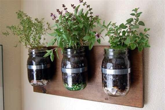 rau sạch, trồng rau sạch, trồng rau trong chai lọ, trồng rau trên sân thượng, rau thủy canh