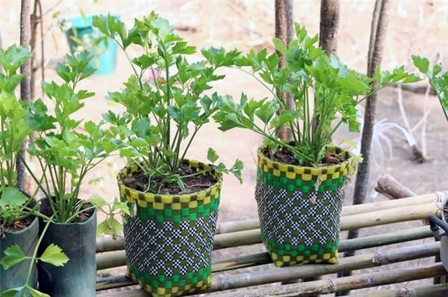 rau sạch, trồng rau sạch, trồng rau trong chai lọ, trồng rau trên sân thượng, rau thủy canh