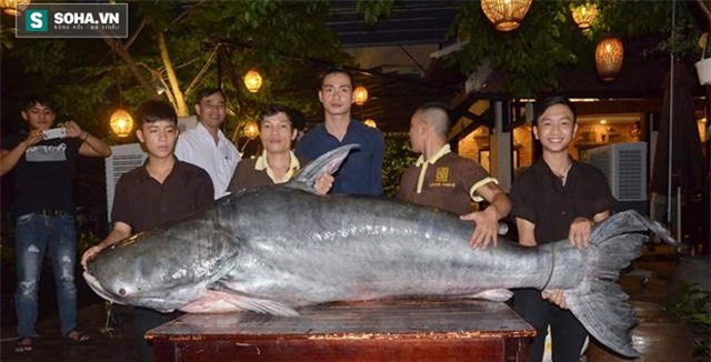 nhà hàng, Đà Nẵng, cá tra nặng 200kg, ngư dân, Biển Hồ, Campuchia, cá khủng, thủy quái, dân nhậu, bắt được