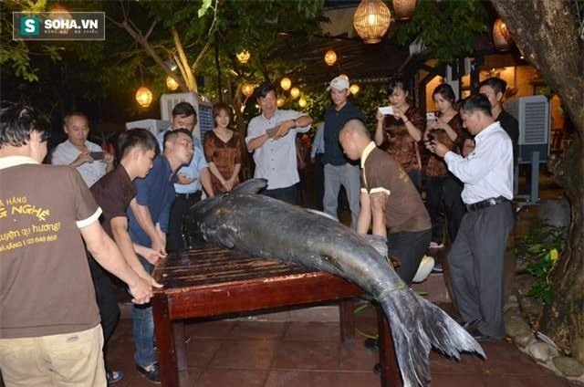 nhà hàng, Đà Nẵng, cá tra nặng 200kg, ngư dân, Biển Hồ, Campuchia, cá khủng, thủy quái, dân nhậu, bắt được