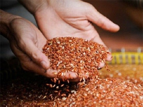 Nguy kich vi bo vien ve an gao lut hinh anh 1