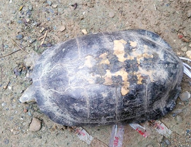 giá 100 triệu, con rùa, phóng sinh, rùa quý, bắt được, rùa vàng, nông dân, trăm triệu,