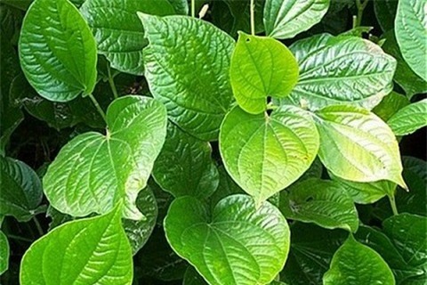 Lá lốt: Vị thuốc thần kì chữa nhiều thứ bệnh không phải ai cũng biết - Ảnh 1.