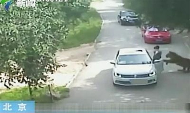Những tình tiết bất ngờ trong vụ người phụ nữ bị hổ vồ trong công viên Bắc Kinh - Ảnh 2.