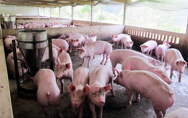 Cysteamine, chất cấm Salbutamol, chất tạo nạc, chất tăng trọng, thức ăn chăn nuôi, chất cấm, nuôi lợn, chất kích thích tăng trưởng