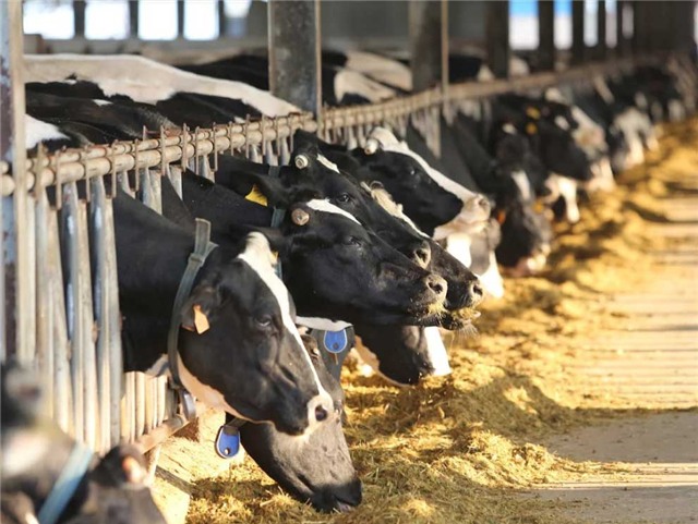 bò sữa mộc châu, nuôi bò sữa, thành tỷ phú bò sữa, thị trấn có 600 tỷ phú,  thị trấn nông trường Mộc Châu