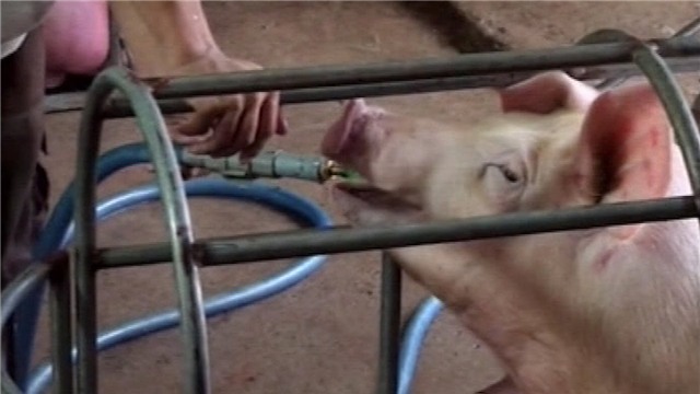 Kết quả hình ảnh cho lợn bơm nước