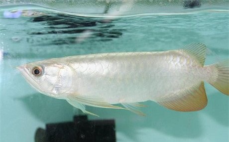 cá rồng, đắt ngang siêu xe, cá sủ vàng, cá cảnh, tiền tỷ, thú chơi, dân chơi, ô tô, siêu xe