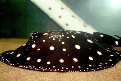 cá rồng, đắt ngang siêu xe, cá sủ vàng, cá cảnh, tiền tỷ, thú chơi, dân chơi, ô tô, siêu xe