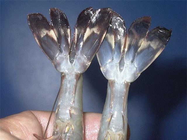 bảo quản tôm khô, tăng trọng lượng, tôm tươi, cách nhận biết, hóa chất cực độc, ung thư, bơm nước, hải sản