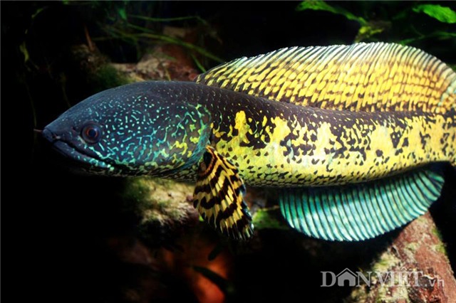 nu hoang cua loai ca loc khien dan choi me man dep co nao? hinh anh 1