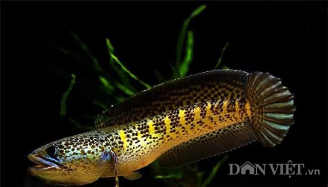 nu hoang cua loai ca loc khien dan choi me man dep co nao? hinh anh 2