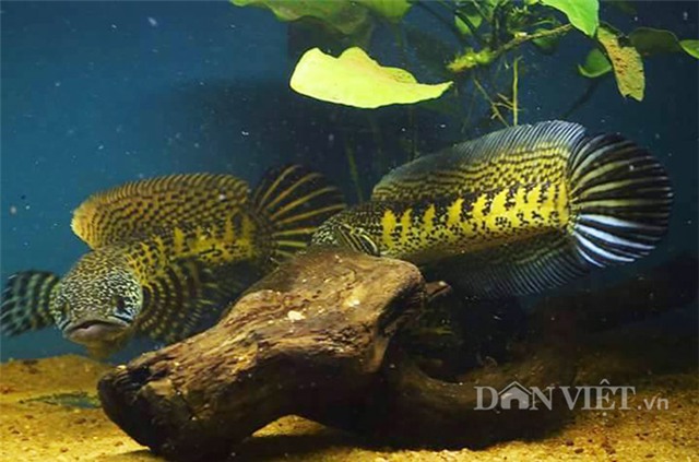 nu hoang cua loai ca loc khien dan choi me man dep co nao? hinh anh 3