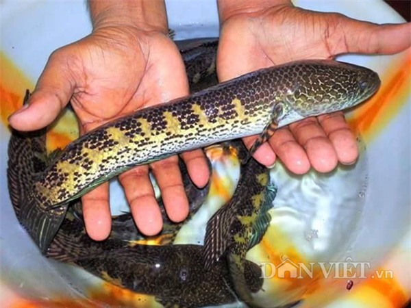 nu hoang cua loai ca loc khien dan choi me man dep co nao? hinh anh 5