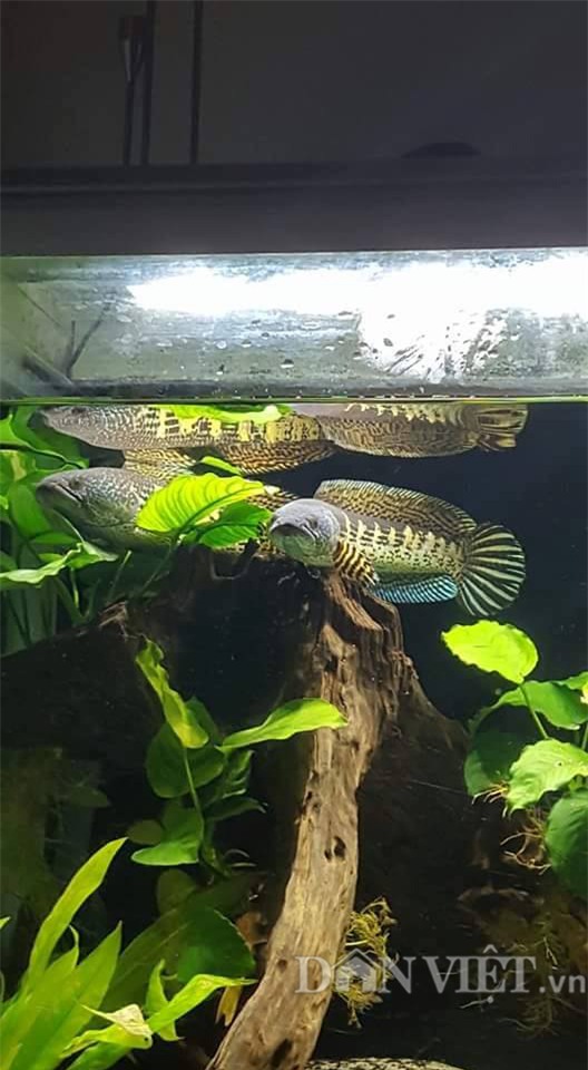 nu hoang cua loai ca loc khien dan choi me man dep co nao? hinh anh 6