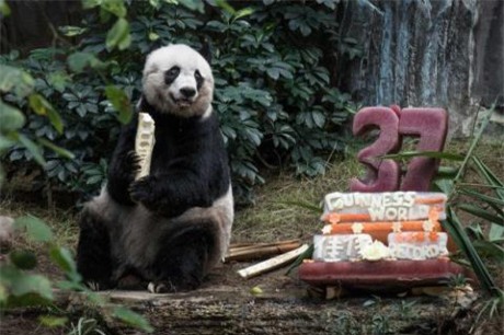 Gau truc khong lo gia nhat the gioi da qua doi - Anh 1