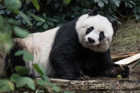 Gau truc khong lo gia nhat the gioi da qua doi - Anh 2