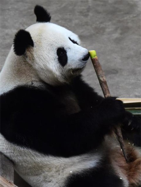 Gau truc khong lo gia nhat the gioi da qua doi - Anh 3