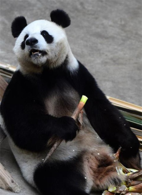 Gau truc khong lo gia nhat the gioi da qua doi - Anh 4