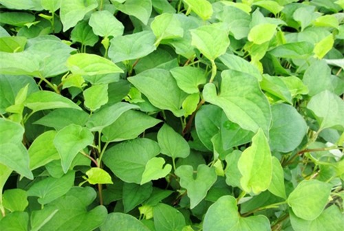 rau diep ca ngam ruou nep: ban se tiec vi khong biet 