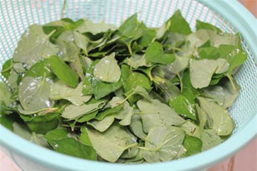 rau diep ca ngam ruou nep: ban se tiec vi khong biet 