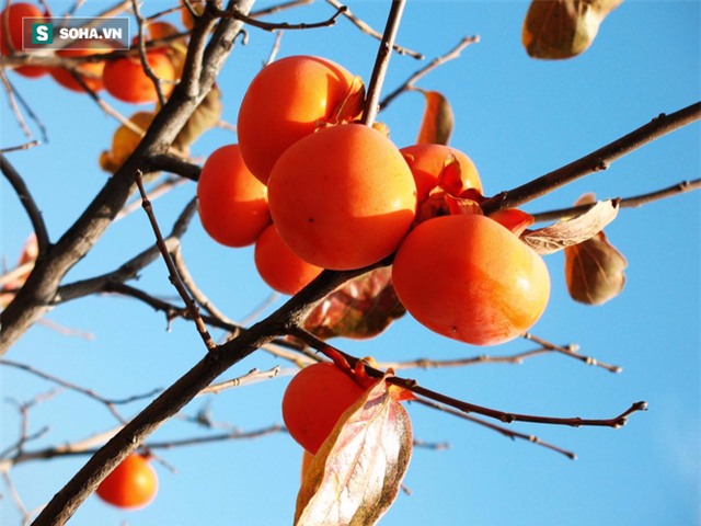 5 loại trái cây tuyệt đối không được ăn khi đói bụng - Ảnh 2.