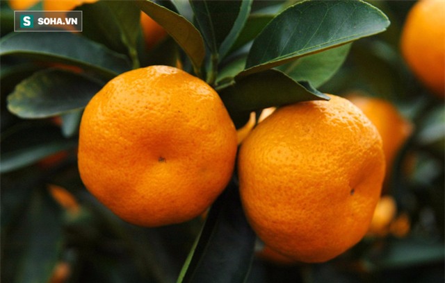 5 loại trái cây tuyệt đối không được ăn khi đói bụng - Ảnh 4.