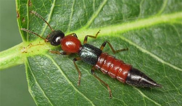 Độc tố kiến ba khoang độc hơn nọc rắn, cẩn thận xử lý kẻo rước hoạ vào thân-1