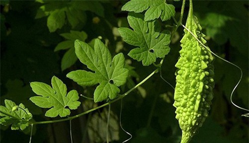 day lui lao hoa toi 10 nam khi ban dung muop dang theo nhung cach sau - 2