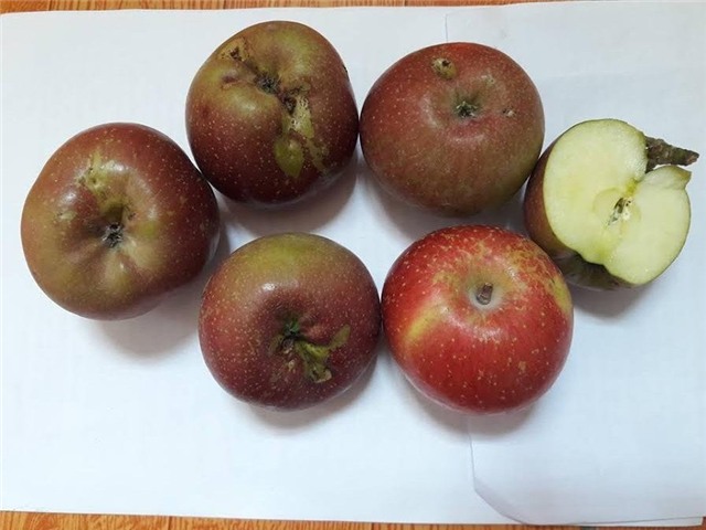 táo đá hà giang, thanh mai, lựu trung quốc, xoài mút, hoa quả tàu, dân việt bị lừa, thanh mai trung quốc