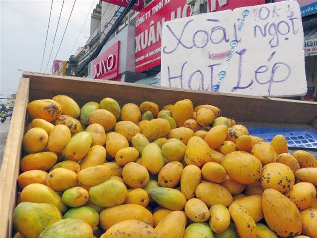 táo đá hà giang, thanh mai, lựu trung quốc, xoài mút, hoa quả tàu, dân việt bị lừa, thanh mai trung quốc