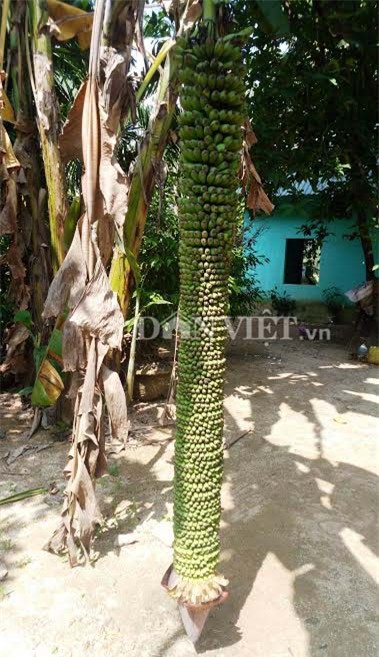 buong chuoi 100 nai dai 2 met: khong can cham bon van ngot thom hinh anh 1