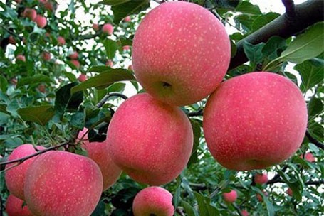 táo đỏ Trung Quốc, hóa chất, thuốc trừ sâu, nông dân, ung thư, Táo đỏ Yên Đài, tẩm hóa chất, trái cây, hàng Tàu