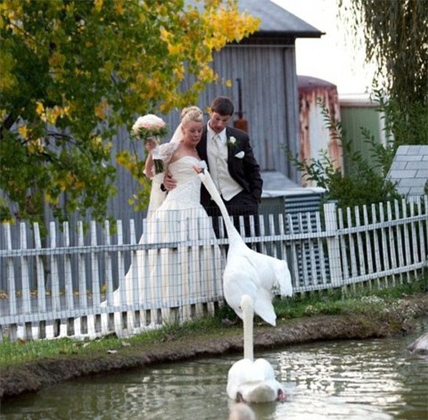 Cô dâu đau điếng