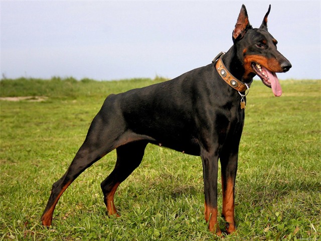 Vừa được nhận nuôi vài tiếng, chó Dobermann đã cắn chết cô chủ nhỏ 4 tuổi - Ảnh 3.