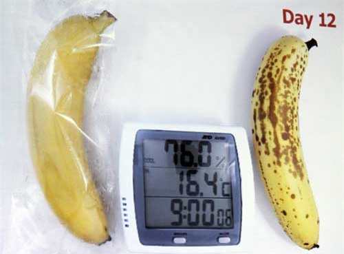 cong nghe bao quan nhat ban: giup rau qua tuoi 20 ngay hinh anh 2