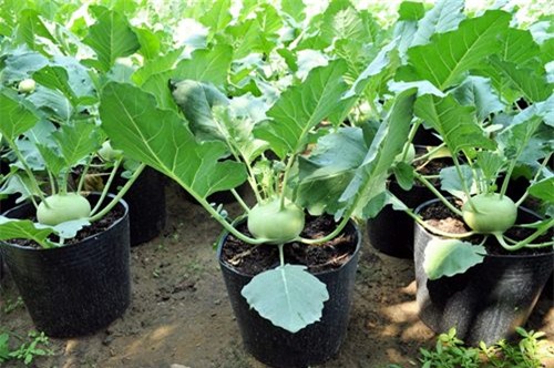 nhung loai rau cu chi em nen trong de van du rau an cho mua dong lanh gia - 2