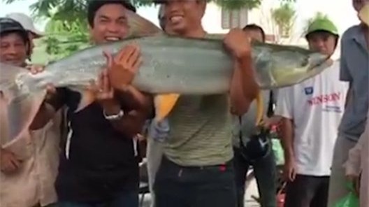 “thủy quái sông Đà”, cần thủ, Hải Phòng, câu được, bắt được, ngư dân, nông dân, cá khủng, thủy quái