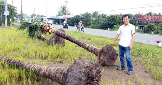 Chuyện lạ, Tiền Giang, thương lái, thu mua, mua dừa bứng nguyên cả gốc, gốc cây, hàng Tàu,