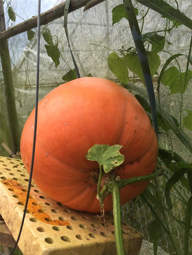 bí ngô, bí ngô khổng lồ, bí ngô đà lạt, trồng bí ngô khổng lồ, lễ hội Hallowen, bí ngô giống Mỹ