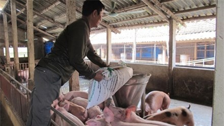 Sau khi chất cấm Salbutamol bị “bịt”, người chăn nuôi đang quay sang sử dụng Cysteamine như “bảo bối” tăng trọng mới. Ảnh: Sao Mai.